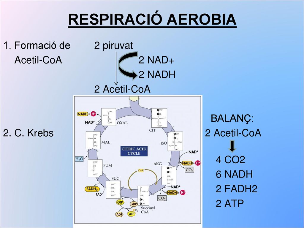 RESPIRACIÓ AEROBIA 1. Formació de 2 piruvat Acetil-CoA 2 NAD+ 2 NADH 2 Acetil-CoA BALANÇ: 2.