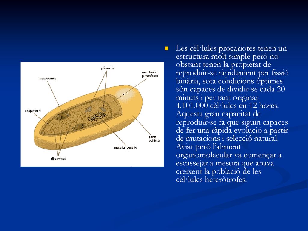 Les cèl·lules procariotes tenen un estructura molt simple però no obstant tenen la propietat de reproduir-se ràpidament per fissió binària, sota condicions òptimes són capaces de dividir-se cada 20 minuts i per tant originar cèl·lules en 12 hores.