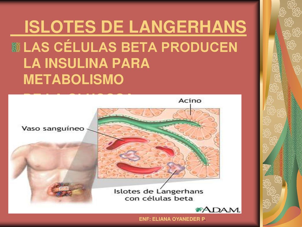 ISLOTES DE LANGERHANS LAS CÉLULAS BETA PRODUCEN LA INSULINA PARA METABOLISMO.