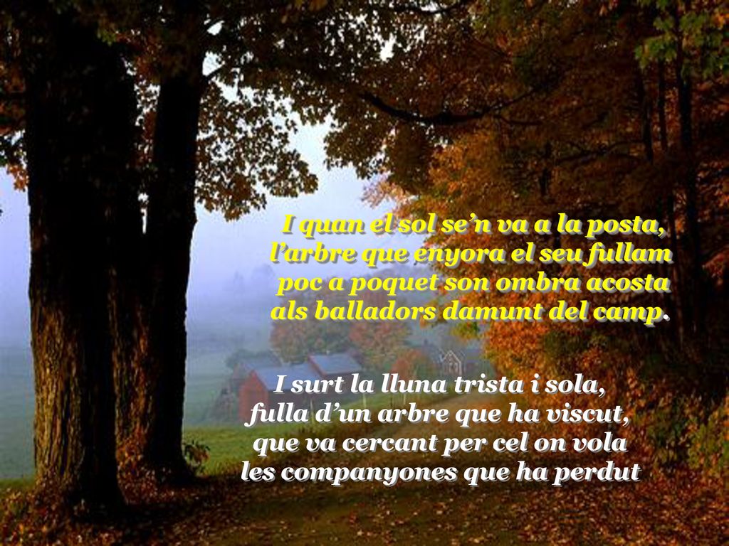 I quan el sol se’n va a la posta, l’arbre que enyora el seu fullam