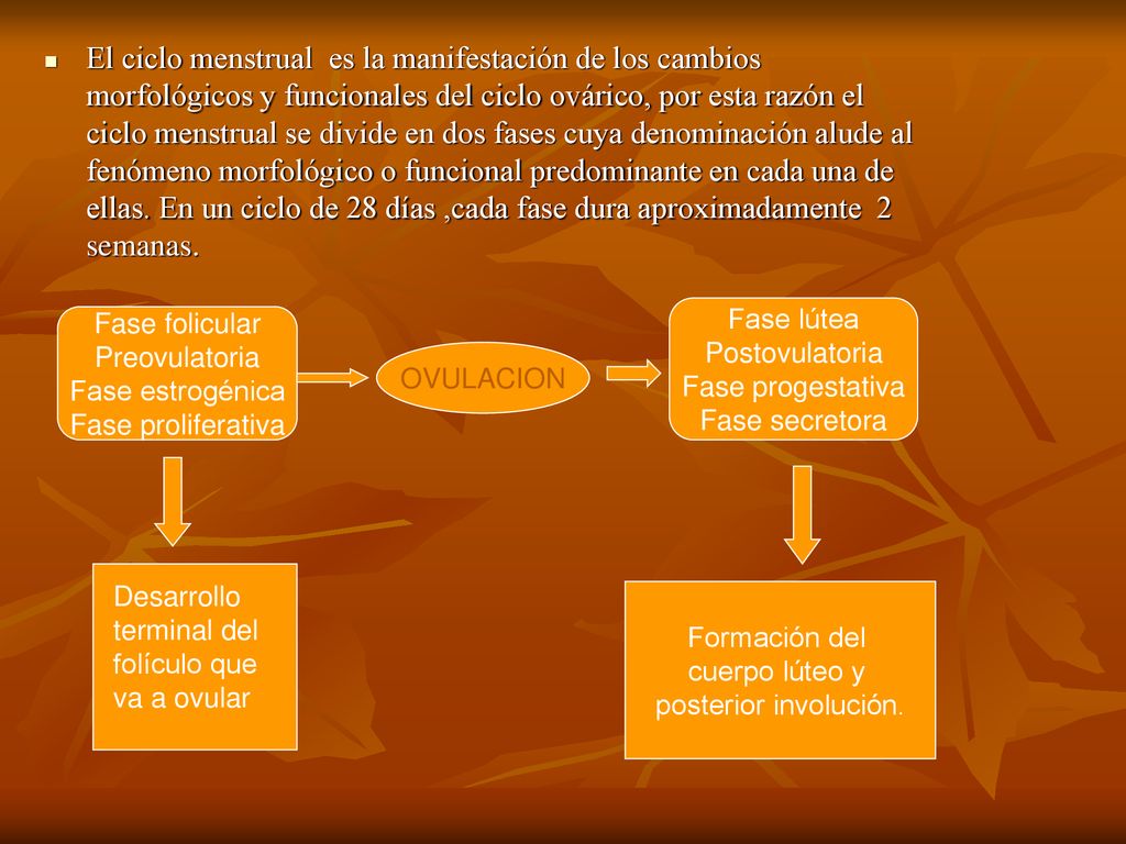 El ciclo menstrual es la manifestación de los cambios morfológicos y funcionales del ciclo ovárico, por esta razón el ciclo menstrual se divide en dos fases cuya denominación alude al fenómeno morfológico o funcional predominante en cada una de ellas. En un ciclo de 28 días ,cada fase dura aproximadamente 2 semanas.