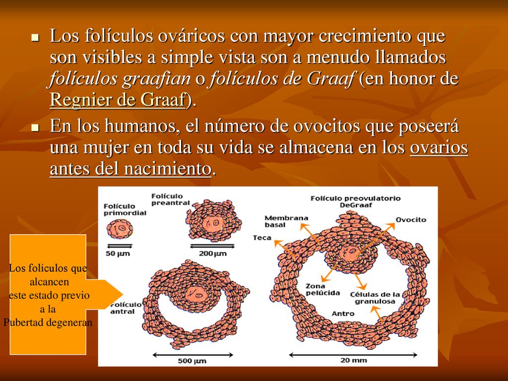 Los folículos ováricos con mayor crecimiento que son visibles a simple vista son a menudo llamados folículos graafian o folículos de Graaf (en honor de Regnier de Graaf).