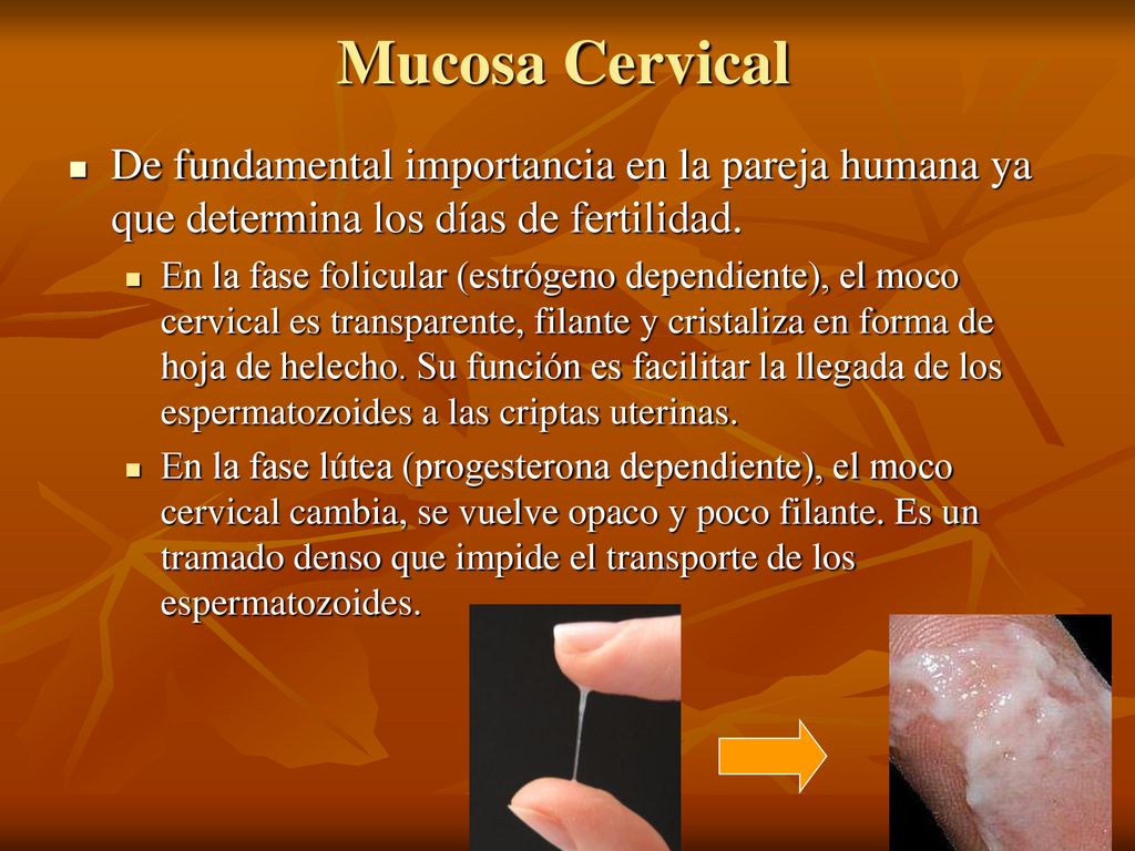 Mucosa Cervical De fundamental importancia en la pareja humana ya que determina los días de fertilidad.