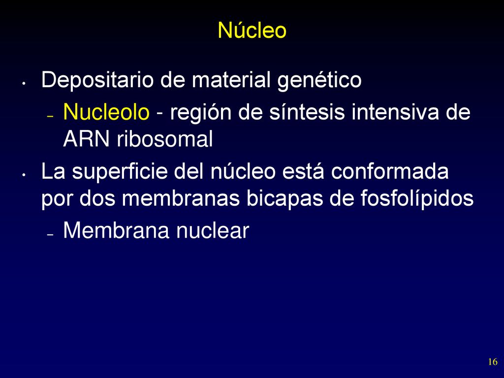 Núcleo Depositario de material genético. Nucleolo - región de síntesis intensiva de ARN ribosomal.