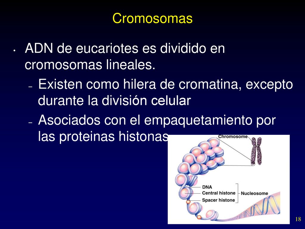 Cromosomas ADN de eucariotes es dividido en cromosomas lineales. Existen como hilera de cromatina, excepto durante la división celular.