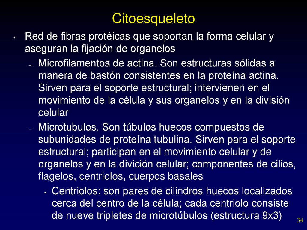 Citoesqueleto Red de fibras protéicas que soportan la forma celular y aseguran la fijación de organelos.