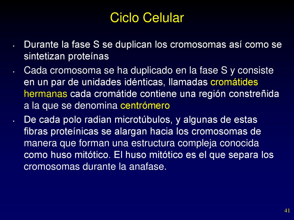 Ciclo Celular Durante la fase S se duplican los cromosomas así como se sintetizan proteínas.