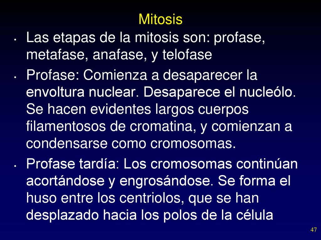 Mitosis Las etapas de la mitosis son: profase, metafase, anafase, y telofase.