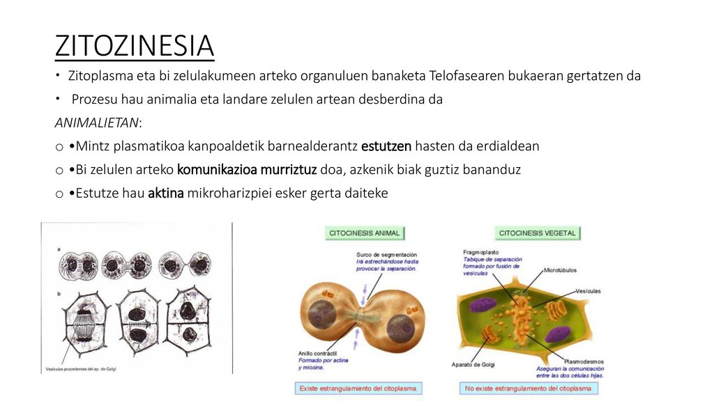 ZITOZINESIA Zitoplasma eta bi zelulakumeen arteko organuluen banaketa Telofasearen bukaeran gertatzen da.