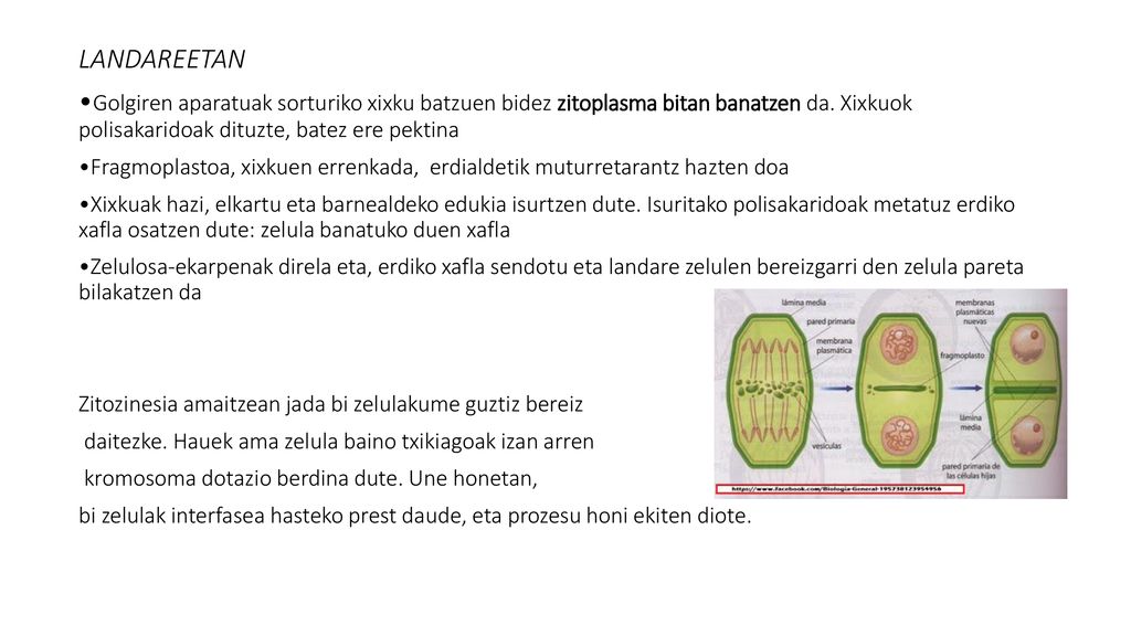 LANDAREETAN •Golgiren aparatuak sorturiko xixku batzuen bidez zitoplasma bitan banatzen da. Xixkuok polisakaridoak dituzte, batez ere pektina.