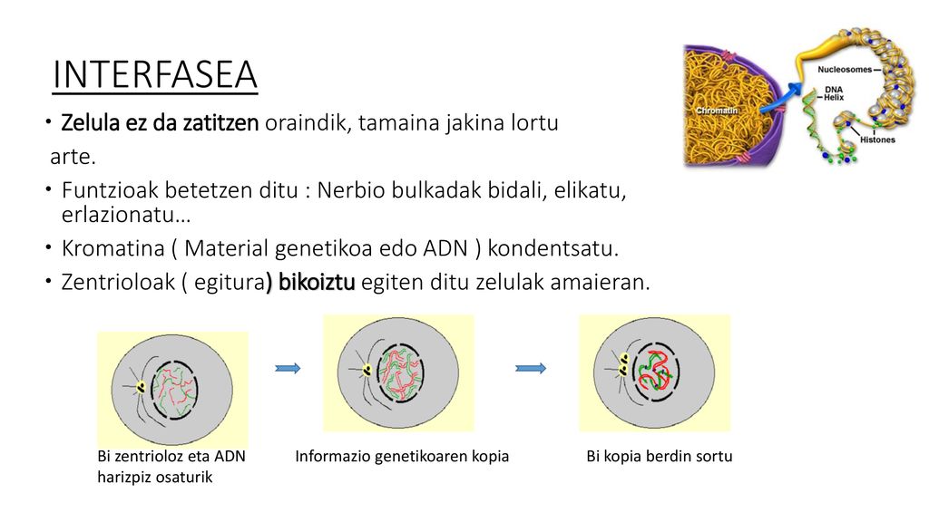 INTERFASEA Zelula ez da zatitzen oraindik, tamaina jakina lortu arte.