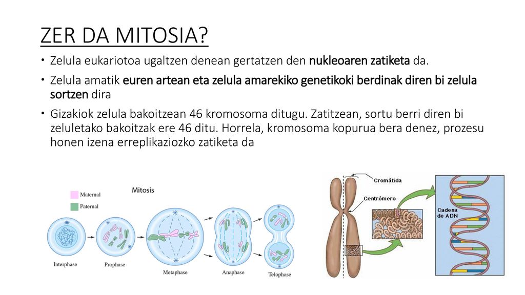ZER DA MITOSIA Zelula eukariotoa ugaltzen denean gertatzen den nukleoaren zatiketa da.