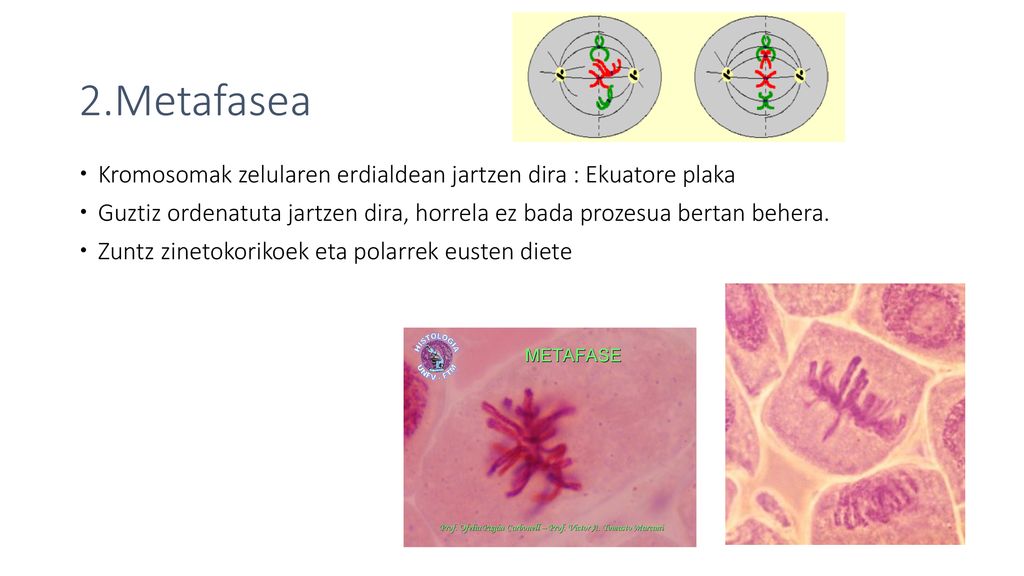 2.Metafasea Kromosomak zelularen erdialdean jartzen dira : Ekuatore plaka. Guztiz ordenatuta jartzen dira, horrela ez bada prozesua bertan behera.