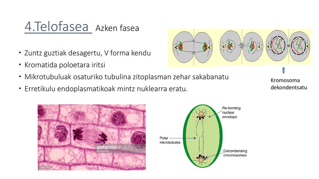 4.Telofasea Azken fasea Zuntz guztiak desagertu, V forma kendu