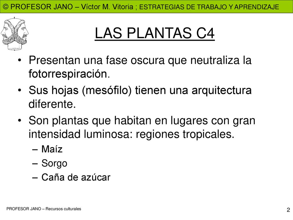 LAS PLANTAS C4 Presentan una fase oscura que neutraliza la fotorrespiración. Sus hojas (mesófilo) tienen una arquitectura diferente.