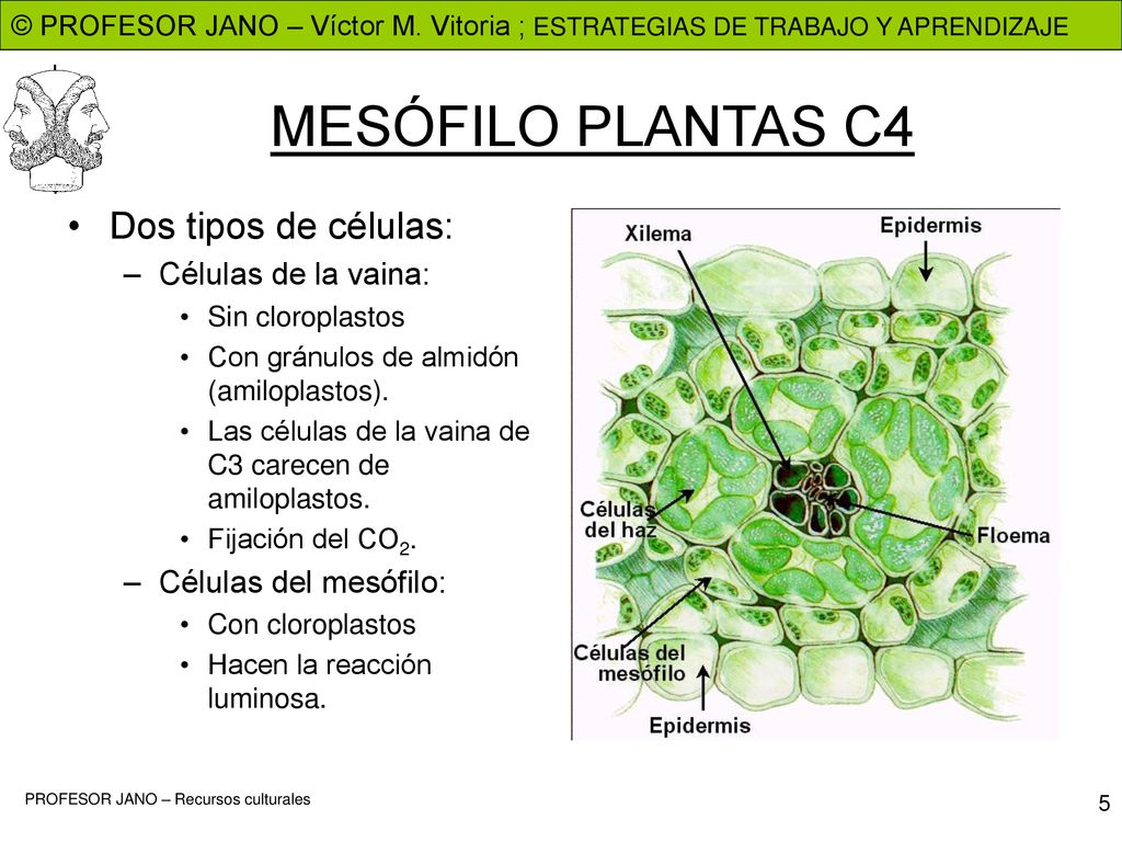 MESÓFILO PLANTAS C4 Dos tipos de células: Células de la vaina:
