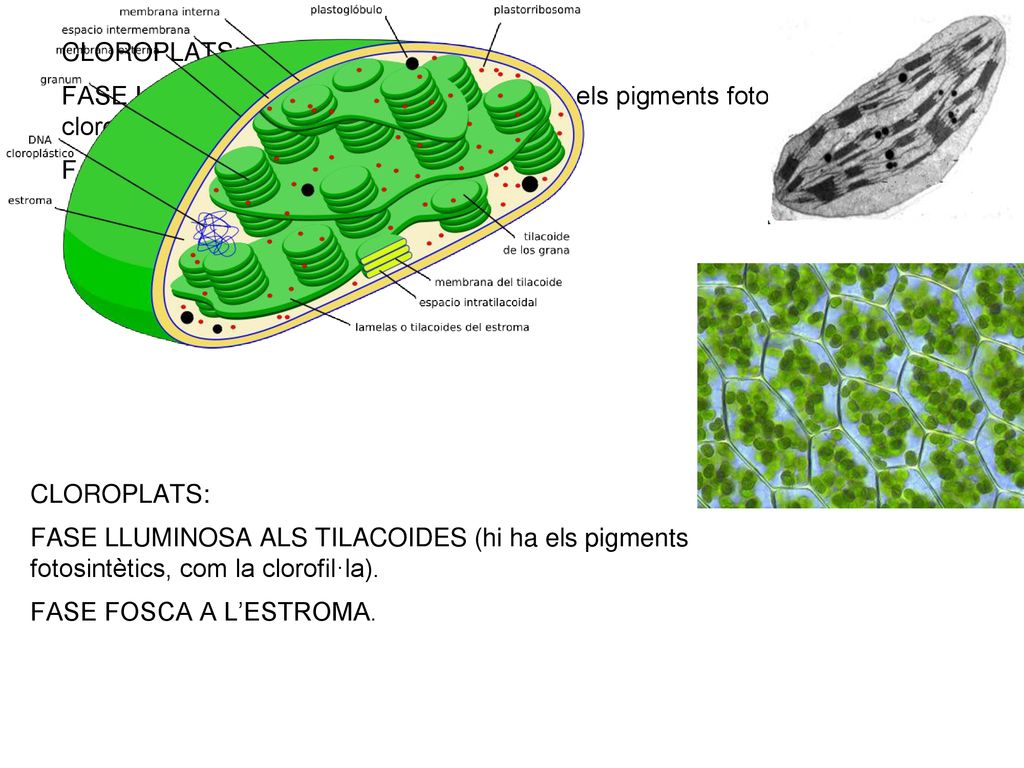 CLOROPLATS: FASE LLUMINOSA ALS TILACOIDES (hi ha els pigments fotosintètics, com la clorofil·la). FASE FOSCA A L’ESTROMA.
