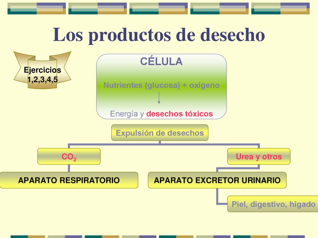 Los productos de desecho