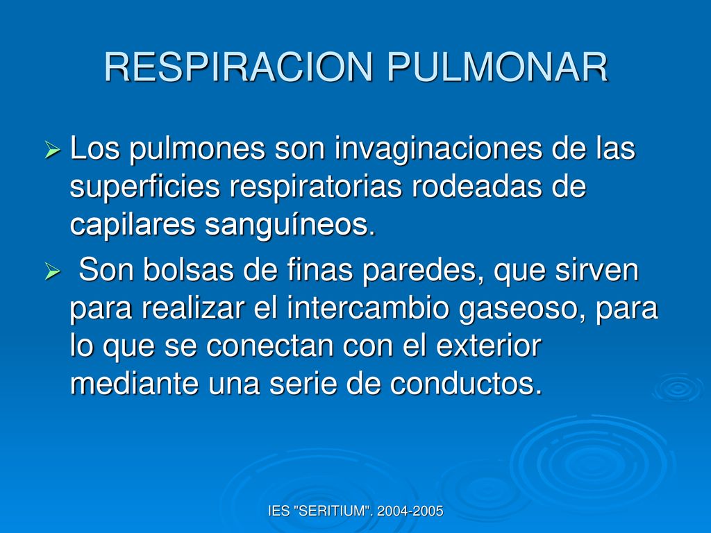 RESPIRACION PULMONAR Los pulmones son invaginaciones de las superficies respiratorias rodeadas de capilares sanguíneos.
