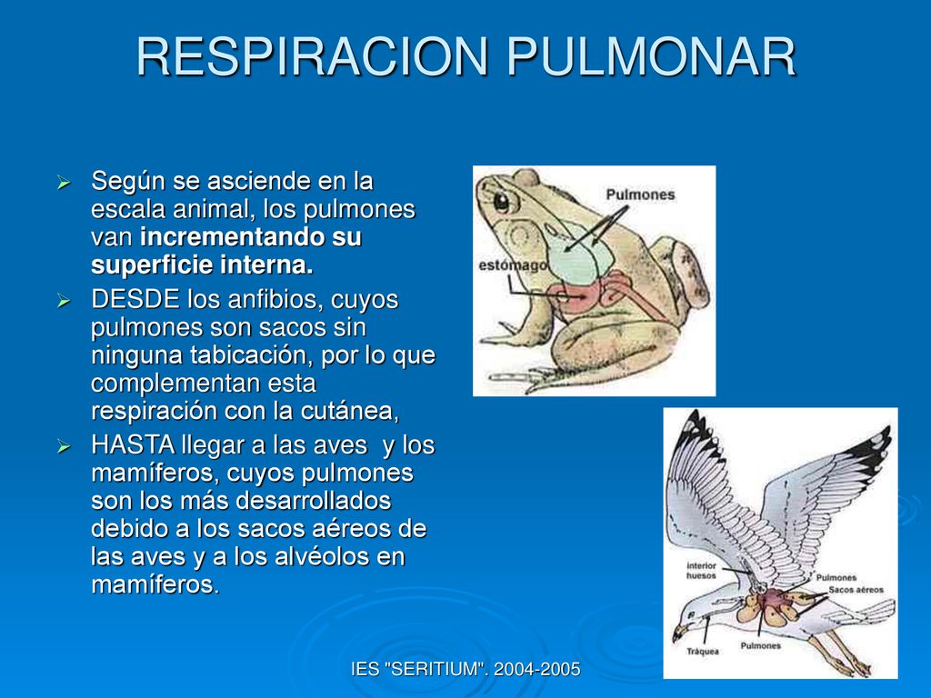RESPIRACION PULMONAR Según se asciende en la escala animal, los pulmones van incrementando su superficie interna.