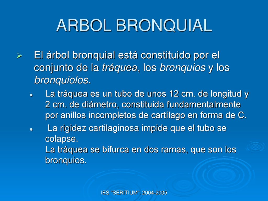 ARBOL BRONQUIAL El árbol bronquial está constituido por el conjunto de la tráquea, los bronquios y los bronquiolos.