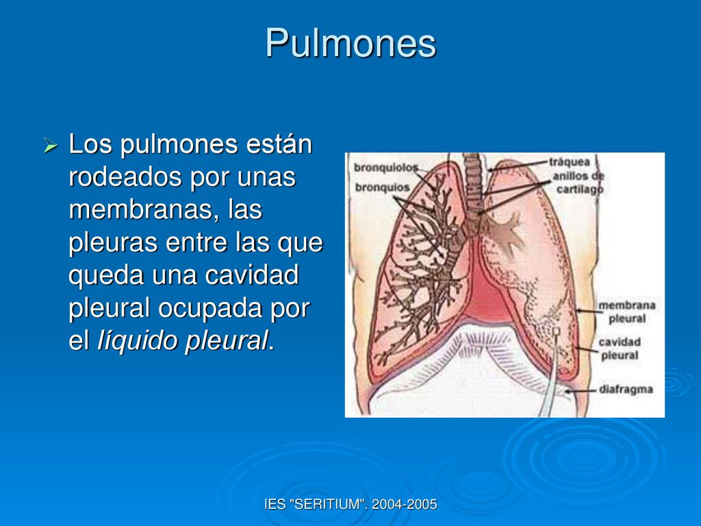 Pulmones Los pulmones están rodeados por unas membranas, las pleuras entre las que queda una cavidad pleural ocupada por el líquido pleural.