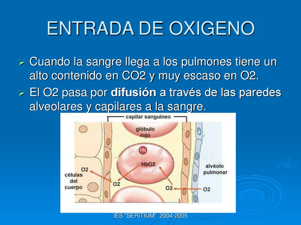 ENTRADA DE OXIGENO Cuando la sangre llega a los pulmones tiene un alto contenido en CO2 y muy escaso en O2.