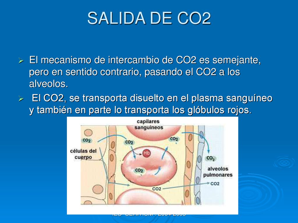 SALIDA DE CO2 El mecanismo de intercambio de CO2 es semejante, pero en sentido contrario, pasando el CO2 a los alveolos.