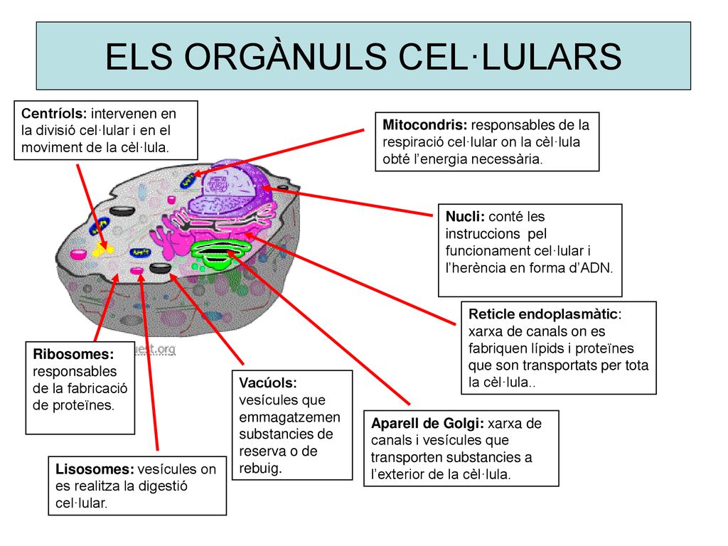 Resultat d'imatges per a "organuls cel·lulars i funcions"