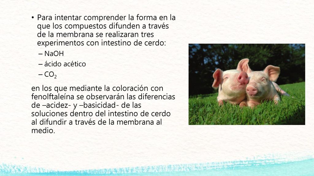 Para intentar comprender la forma en la que los compuestos difunden a través de la membrana se realizaran tres experimentos con intestino de cerdo: