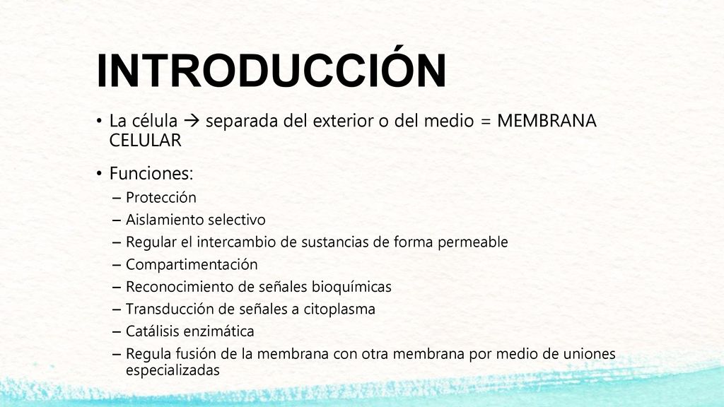 INTRODUCCIÓN La célula  separada del exterior o del medio = MEMBRANA CELULAR. Funciones: Protección.