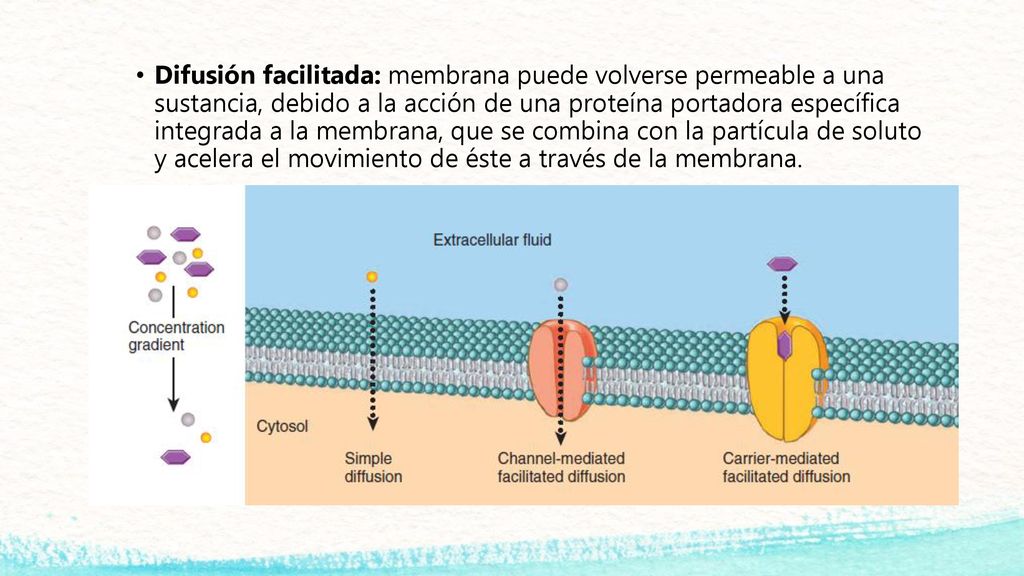 Difusión facilitada: membrana puede volverse permeable a una sustancia, debido a la acción de una proteína portadora específica integrada a la membrana, que se combina con la partícula de soluto y acelera el movimiento de éste a través de la membrana.