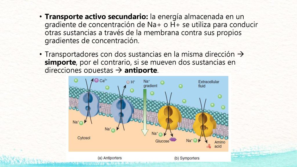 Transporte activo secundario: la energía almacenada en un gradiente de concentración de Na+ o H+ se utiliza para conducir otras sustancias a través de la membrana contra sus propios gradientes de concentración.