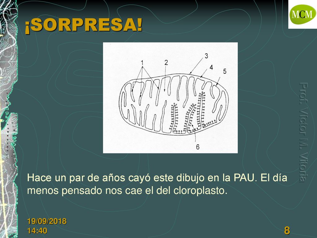 ¡SORPRESA! Hace un par de años cayó este dibujo en la PAU. El día menos pensado nos cae el del cloroplasto.