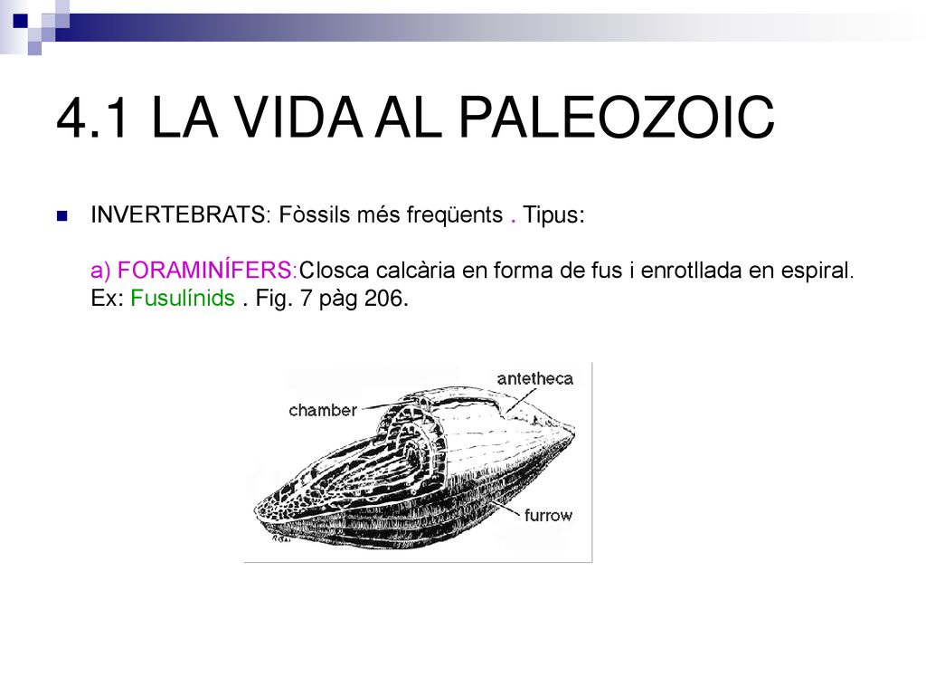 4.1 LA VIDA AL PALEOZOIC INVERTEBRATS: Fòssils més freqüents . Tipus: