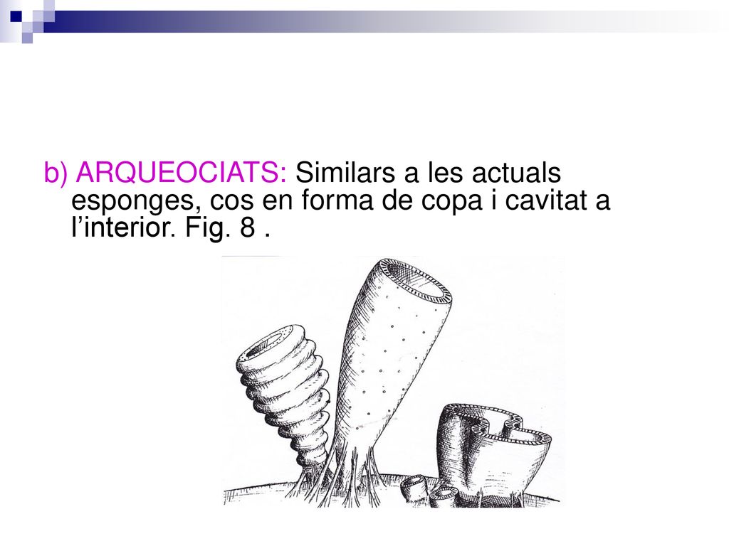 b) ARQUEOCIATS: Similars a les actuals esponges, cos en forma de copa i cavitat a l’interior.