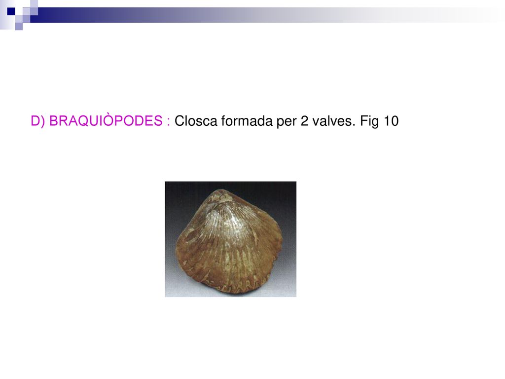 D) BRAQUIÒPODES : Closca formada per 2 valves. Fig 10