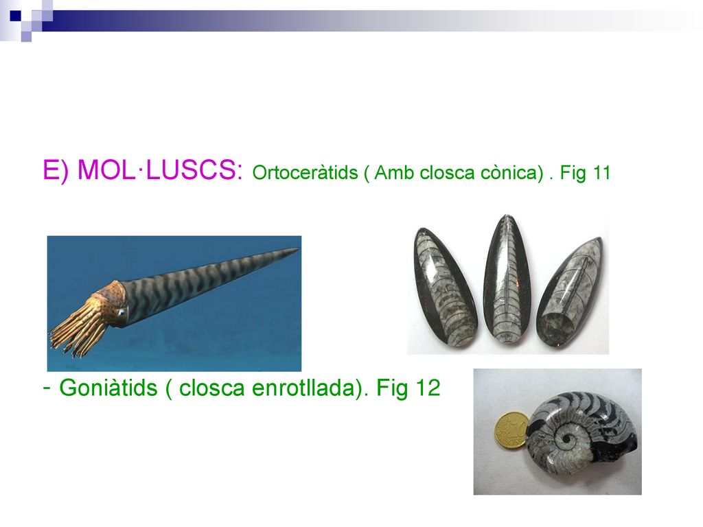 E) MOL·LUSCS: Ortoceràtids ( Amb closca cònica) . Fig 11