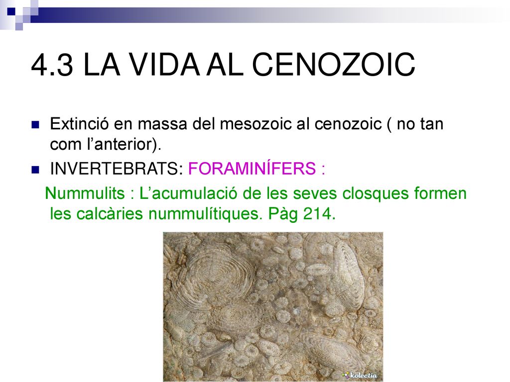 4.3 LA VIDA AL CENOZOIC Extinció en massa del mesozoic al cenozoic ( no tan com l’anterior). INVERTEBRATS: FORAMINÍFERS :
