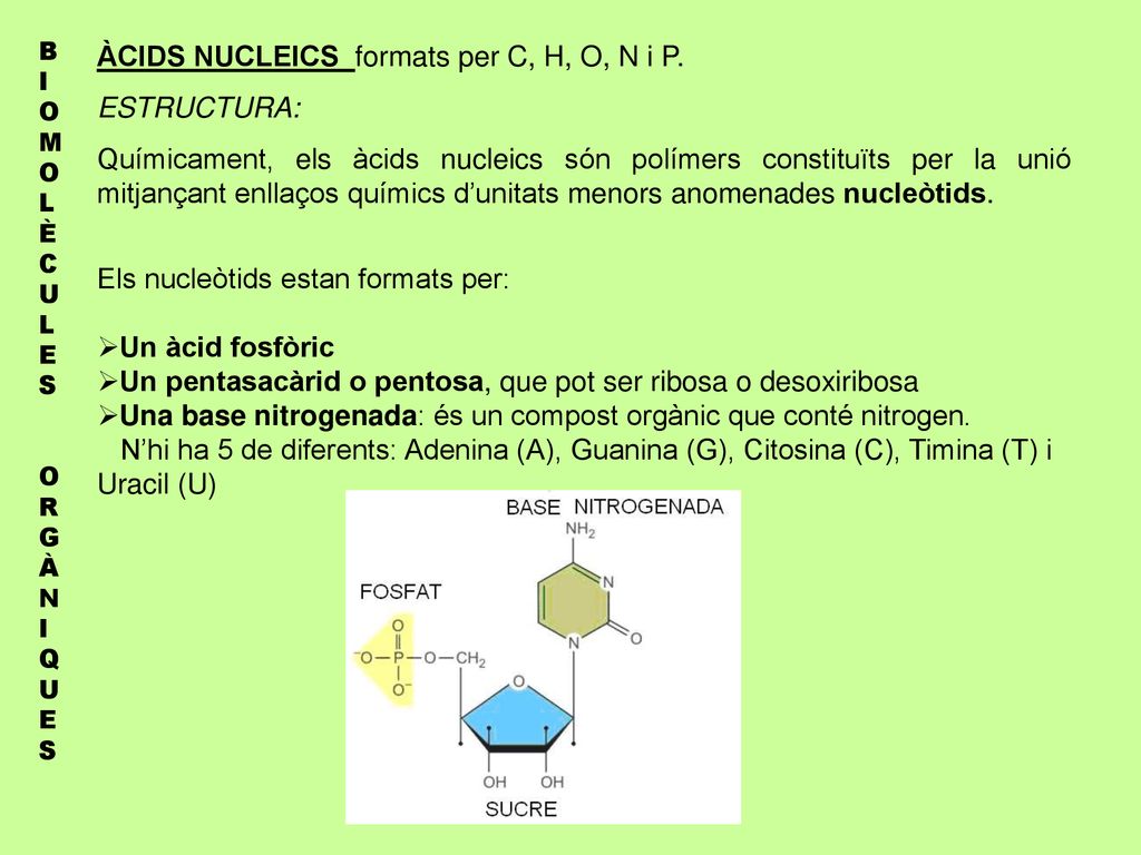 ÀCIDS NUCLEICS formats per C, H, O, N i P. ESTRUCTURA: