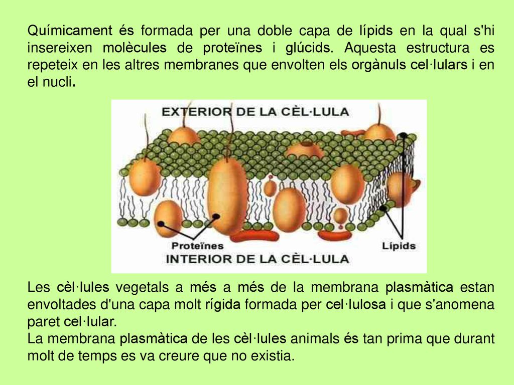 Químicament és formada per una doble capa de lípids en la qual s hi insereixen molècules de proteïnes i glúcids. Aquesta estructura es repeteix en les altres membranes que envolten els orgànuls cel·lulars i en el nucli.