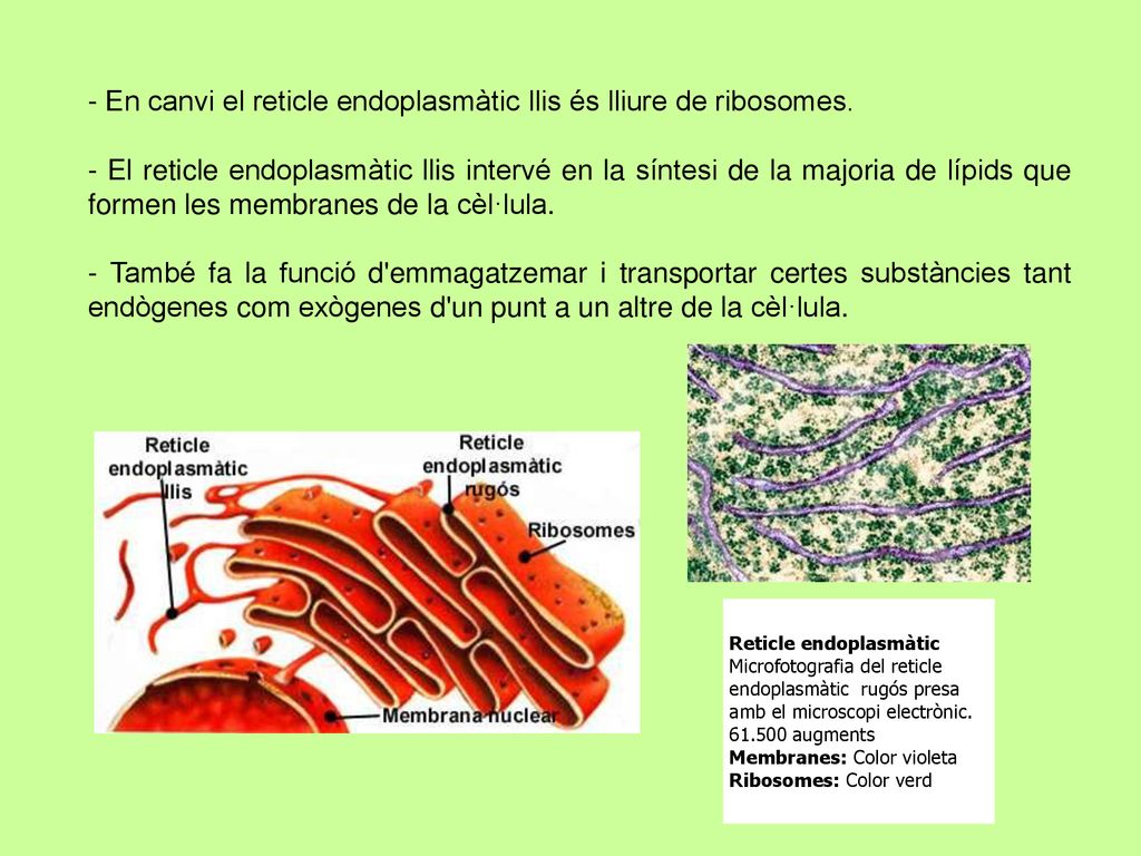 - En canvi el reticle endoplasmàtic llis és lliure de ribosomes.