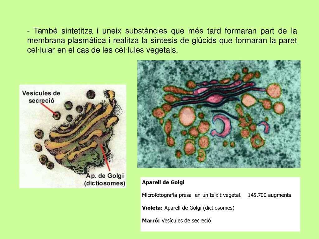 - També sintetitza i uneix substàncies que més tard formaran part de la membrana plasmàtica i realitza la síntesis de glúcids que formaran la paret cel·lular en el cas de les cèl·lules vegetals.
