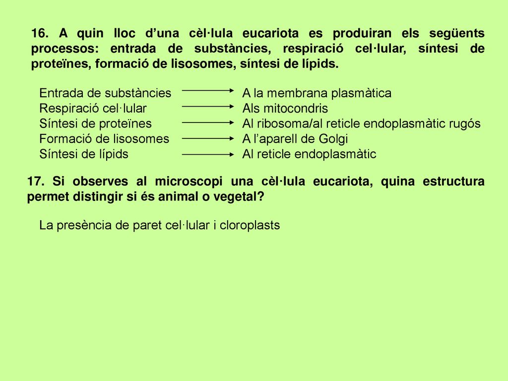 16. A quin lloc d’una cèl·lula eucariota es produiran els següents processos: entrada de substàncies, respiració cel·lular, síntesi de proteïnes, formació de lisosomes, síntesi de lípids.