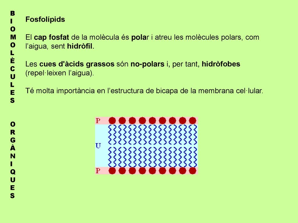 Fosfolípids El cap fosfat de la molècula és polar i atreu les molècules polars, com l’aigua, sent hidròfil.