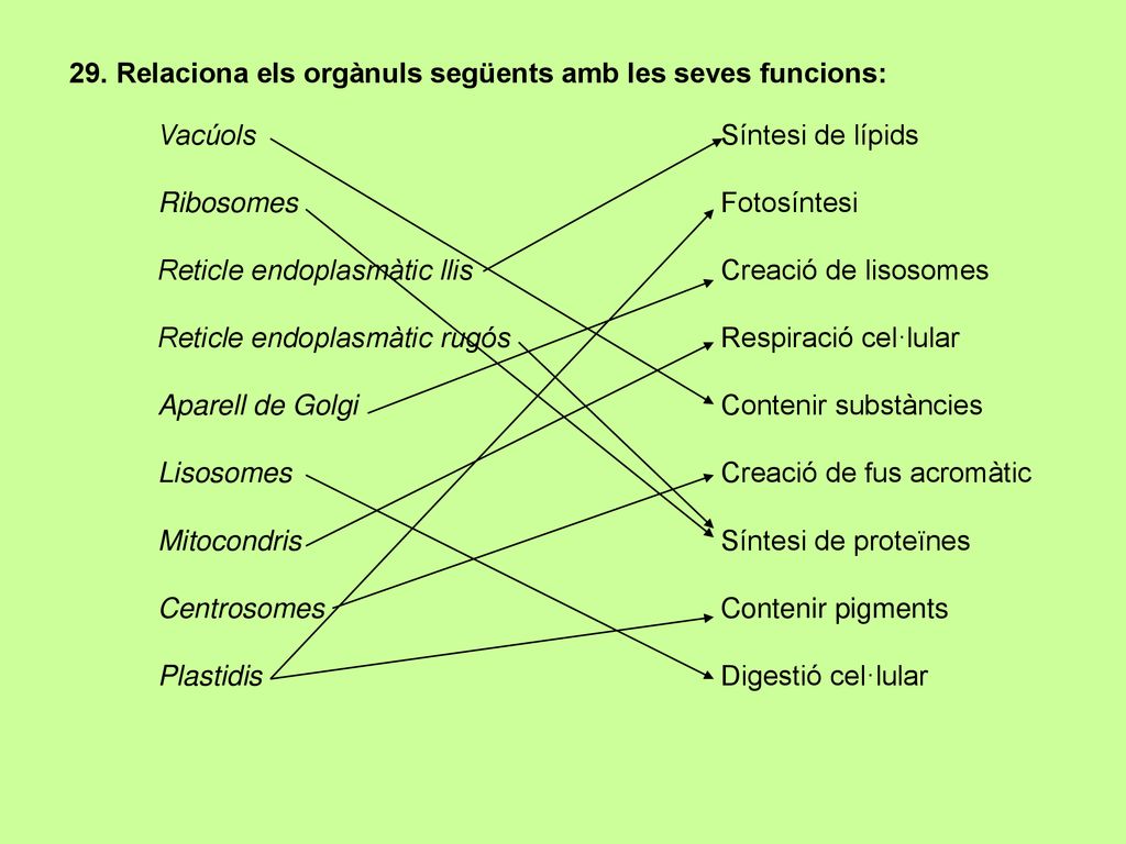 29. Relaciona els orgànuls següents amb les seves funcions:
