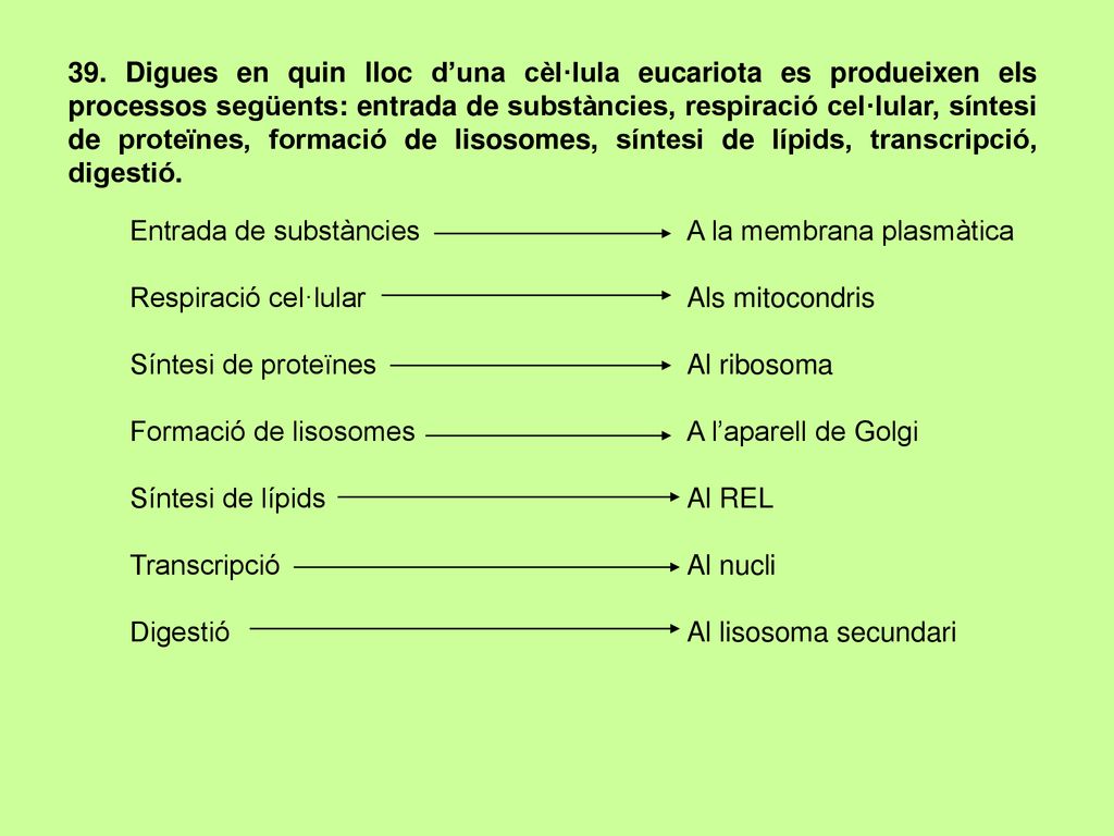 39. Digues en quin lloc d’una cèl·lula eucariota es produeixen els processos següents: entrada de substàncies, respiració cel·lular, síntesi de proteïnes, formació de lisosomes, síntesi de lípids, transcripció, digestió.