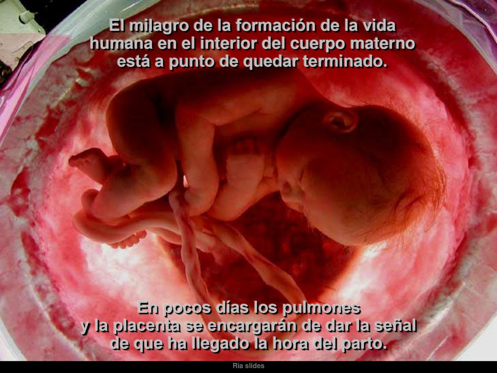 El milagro de la formación de la vida humana en el interior del cuerpo materno está a punto de quedar terminado.