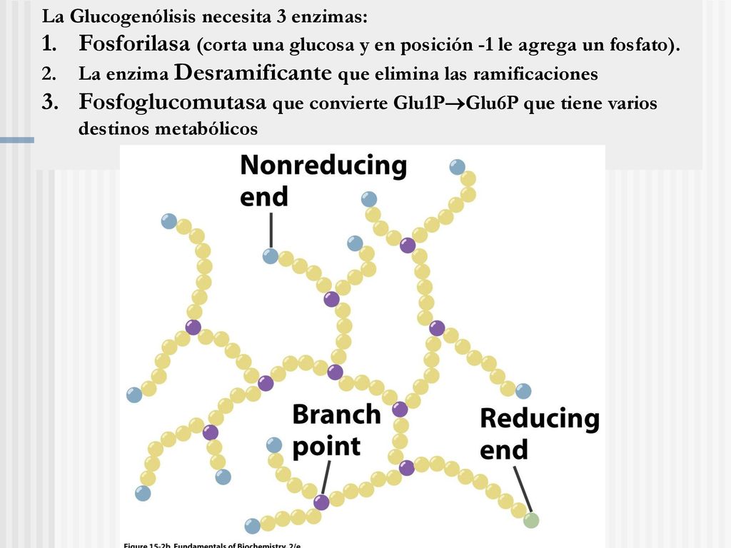Fosforilasa (corta una glucosa y en posición -1 le agrega un fosfato).