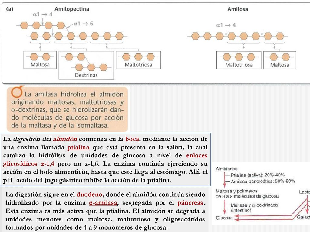 La digestión del almidón comienza en la boca, mediante la acción de una enzima llamada ptialina que está presenta en la saliva, la cual cataliza la hidrólisis de unidades de glucosa a nivel de enlaces glicosídicos α-1,4 pero no α-1,6. La enzima continúa ejerciendo su acción en el bolo alimenticio, hasta que este llega al estómago. Allí, el pH ácido del jugo gástrico inhibe la acción de la ptialina.